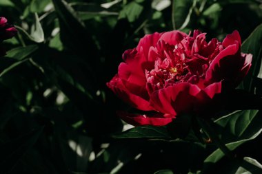 Doğal yeşil bahçe arka planında açan pembe şakayık çiçeği. Çiçek, doğa manzarası. Yaprakları olan büyük tomurcuklar üzerinde çiçek açan yapraklar. Bahar çiçekleri. Düğün, sevgililer günü konsepti. Yüksek kalite fotoğraf