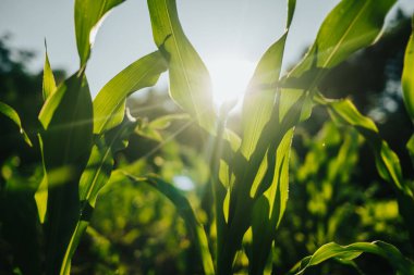 Genç taze yeşil bitkiler tarlalarda ve tarlalarda yetişiyor. Bereketli siyah zengin toprak, Chernozem. Altın saatinde mısır manzarası, güneşli arka plan. Tarım, sebze, organik, tarım