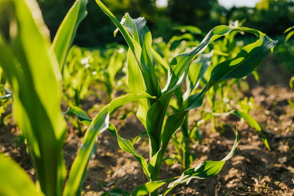 Junge Frische Grüne Pflanzen Mais Wächst Auf Ackerland Oder Feld — Stockfoto