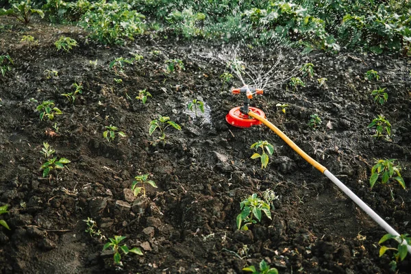 Campo Casa Jardim Sistema Irrigação Regando Basílica Grama Flores Plantas — Fotografia de Stock