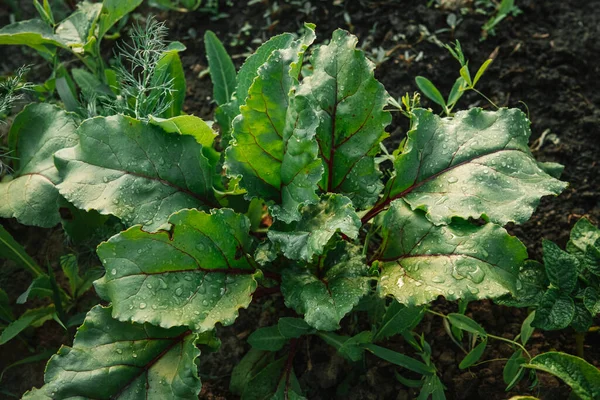 若い新鮮な緑の植物は 農地や畑で成長するビートの葉 肥沃な黒い豊かな土壌 Chernozem 雨が降ったり 散水後に植物 有機栽培 高い写真 — ストック写真
