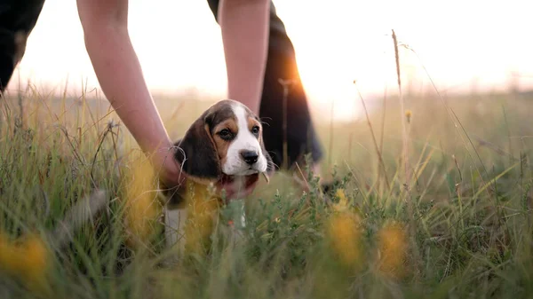 Retrato Perrito Beagle Mujer Acariciando Perro Fondo Naturaleza Feliz Mascota — Foto de Stock