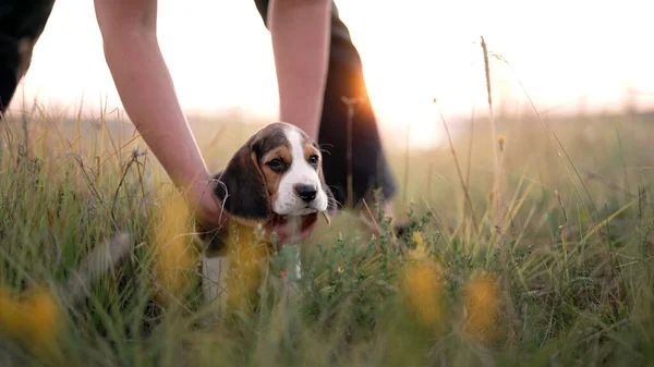 Portrait Little Beagle Puppy Woman Stroking Dog Nature Backdrop Happy — Foto de Stock