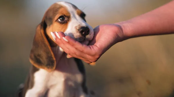 Woman Gives Beagle Puppy Treat Command Training Teaching Dog Nature — 图库照片