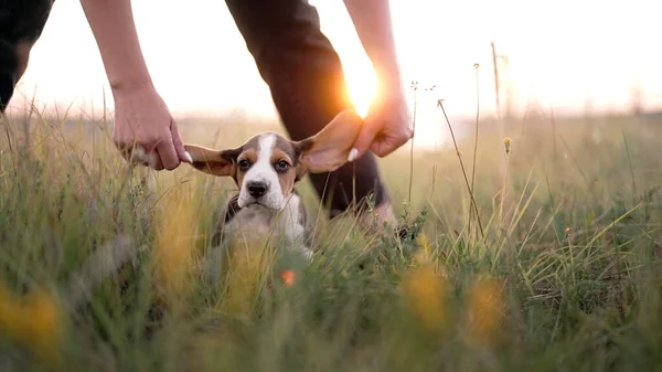 Portrait Little Beagle Puppy Woman Stroking Dog Nature Backdrop Happy — Stockfoto