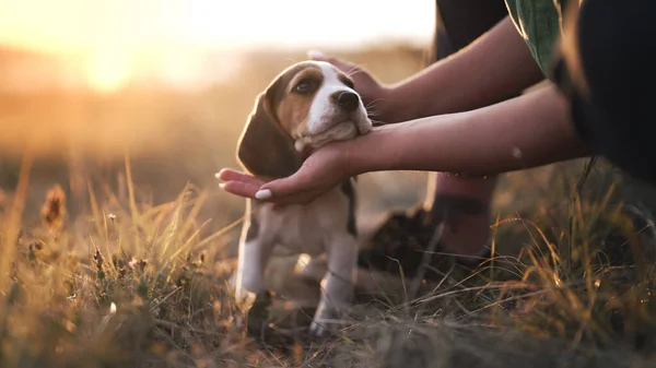 Portrait Little Beagle Puppy Woman Stroking Dog Nature Backdrop Happy — Stockfoto