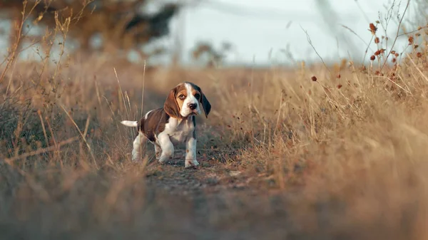 Cachorro Beagle Impresionante Sobre Fondo Pastel Naturaleza Divertido Perrito Activo — Foto de Stock