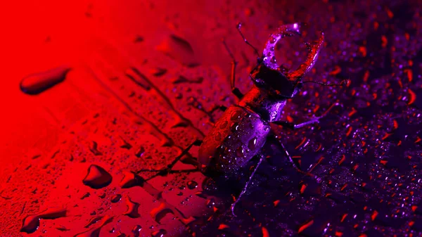Beautiful insect listed in Red List, largest rare male stag in europe - Lucanus cervus. Horned beetle deer on bright colorful neon surface with rain drops. Wildlife. Close up. High quality photo