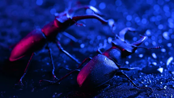 Beautiful insects listed in Red List, largest rare male stags in europe - Lucanus cervus. Horned beetles deers on blue colorful neon surface with rain drops. Wildlife. Close up. High quality photo