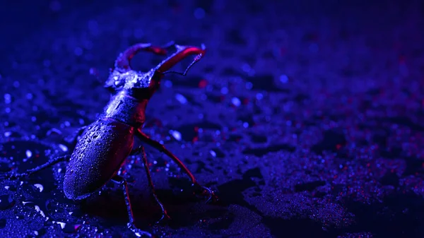 Horned Beetle Deer Blue Wet Surface Rain Drops Beautiful Insect — Stockfoto