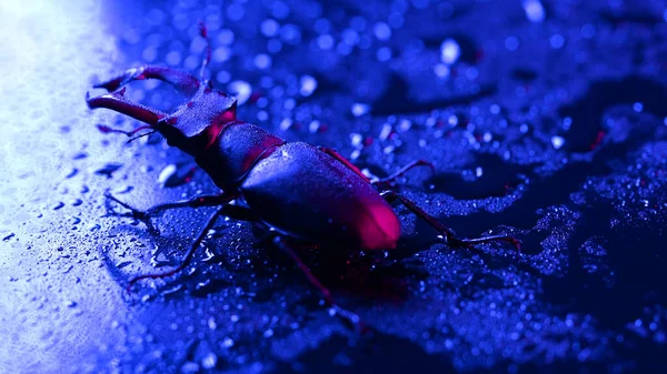 Horned Beetle Deer Blue Wet Surface Rain Drops Beautiful Insect — Stockfoto