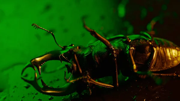 Horned Beetle Deer Moves Its Back Green Surface Rain Drops — Stockfoto