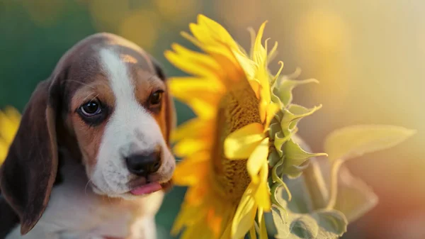 Little Puppy Beagle Sniffs Sunflower Flower Field Beagles Always Hungry — Fotografia de Stock