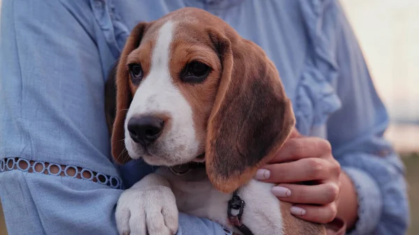 Beagle Puppy His Owner Woman Stroking Dog Blue Backdrop Cute — Stock fotografie