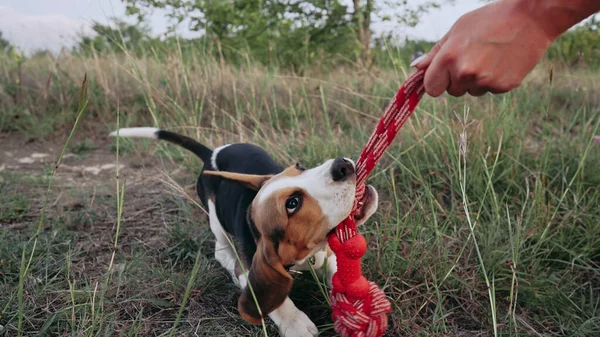 Happy Beagle Puppy Playing Favorite Toy Red His Owner Outdoors —  Fotos de Stock
