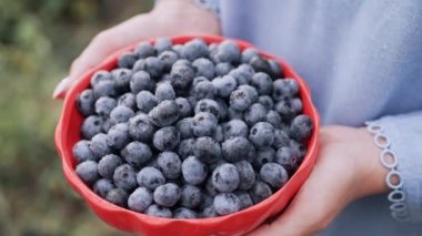 Bahçe arka planında yaban mersini tutan kadın. Zengin böğürtlen hasadı Taze taze organik böğürtlen, harika yaban mersini bitkisi. Diyet, antioksidan, sağlıklı vegan yiyecekler. Biyolojik, organik beslenme. Çak bakalım.