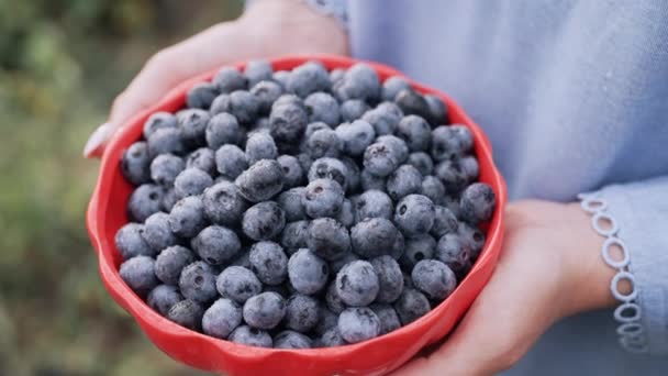 Kvinna Som Håller Blåbär Trädgård Bakgrund Rik Björnbärsskörd Färska Mogna — Stockvideo