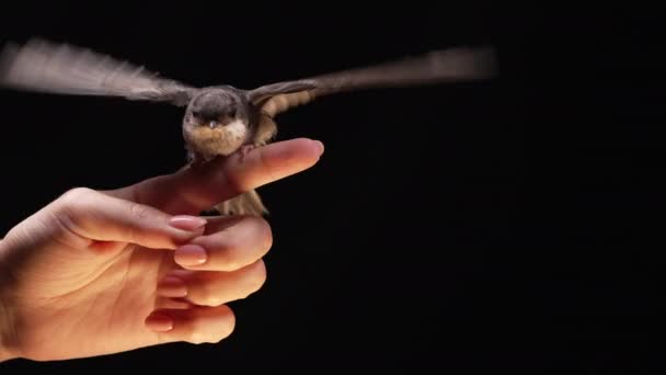 Ahır Kırlangıcının Portresi Kadın Ellerinde Hirundo Rustica Evcil Kuş Yavrusu — Stok video