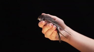 Küçük ahır kırlangıcı kadınların elinden uçar. Hirundo rustica pilici kanatlarını çırparak stüdyoda uçmayı öğretiyor. Yakın çekim görüntüsü. Kuşbilim, doğa, hayvan konsepti. Yüksek kalite 4k görüntü