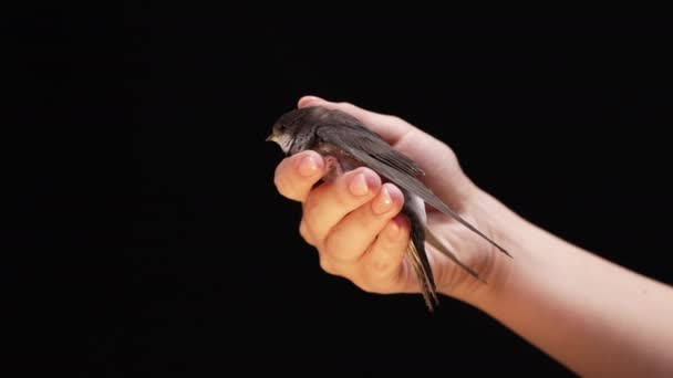 小谷仓里的燕子从女人手里飞走了 Hirundo Rustica的小鸡展翅 教飞行在工作室的背景 特写镜头 鸟类学 动物概念 高质量的4K镜头 — 图库视频影像