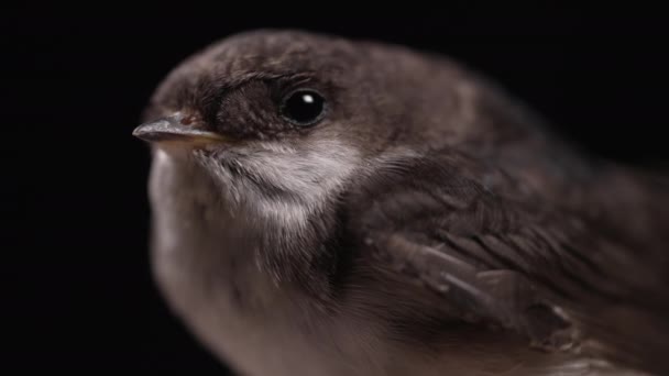 Andorinha Garganta Branca Hirundo Rustica Repousa Sobre Fundo Preto Escuro — Vídeo de Stock