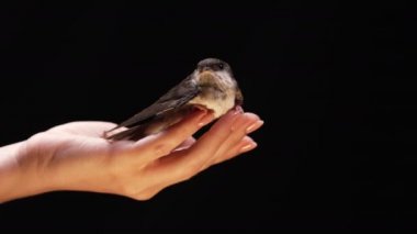 Küçük ahır kırlangıcı kadınların elinden uçar. Hirundo rustica pilici kanatlarını çırparak stüdyoda uçmayı öğretiyor. Yakın çekim görüntüsü. Kuşbilim, doğa, hayvan konsepti. Yüksek kalite 4k görüntü