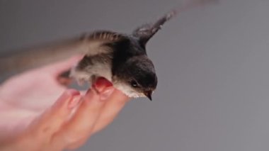 Küçük ahır kırlangıcı kadınların elinden uçar. Hirundo rustica pilici kanatlarını çırparak stüdyoda uçmayı öğretiyor. Yakın çekim görüntüsü. Kuşbilim, doğa, hayvan konsepti. Yüksek kalite 4k görüntü