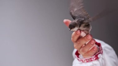 Ahır kırlangıcı - Ukraynalı kadınların elinde hirundo rustica. Küçük evcil kuş yavrusu kanatlarını açıyor. Umut, iyi haber, Ukrayna, zafer ve baharın sembolü. Kuşbilim, doğa, hayvan konsepti. 4k görüntü