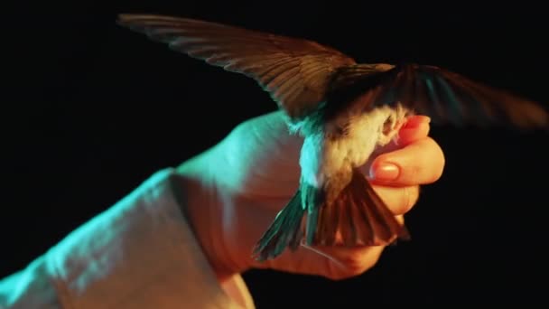 Retrato Andorinha Celeiro Hirundo Rustica Mãos Femininas Pintinho Pássaro Domesticado — Vídeo de Stock