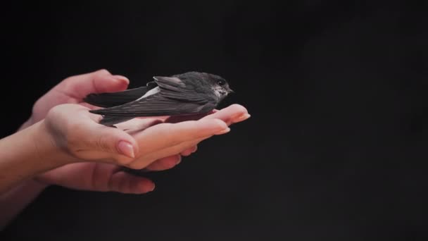 小さな納屋は女性の手から飛び立つ飲み込む ヒルンド ルスティカは翼を広げ スタジオで飛行することを教えている クローズアップビュー 鳥類学 自然学 動物学の概念 高品質4K映像 — ストック動画