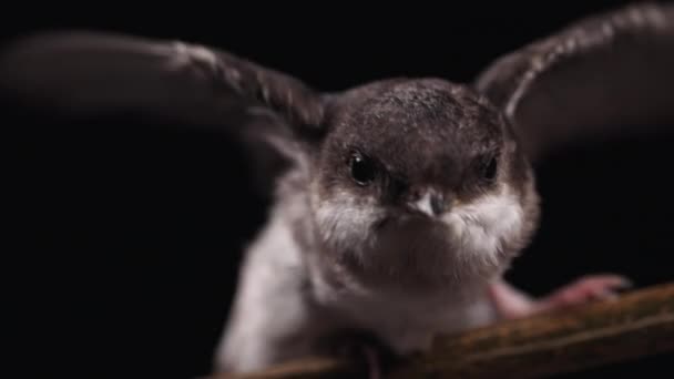 白喉燕子 White Throated Swallow Hirundo Rustica 坐在木树枝上 然后失去平衡 展开翅膀 黑色背景 — 图库视频影像