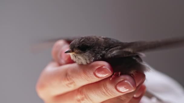 Ahır Kırlangıcı Ukraynalı Kadınların Elinde Hirundo Rustica Küçük Evcil Kuş — Stok video