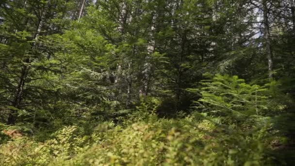 Épinette Conifères Fougères Autres Croissances Plantes Troncs Bois Dans Les — Video