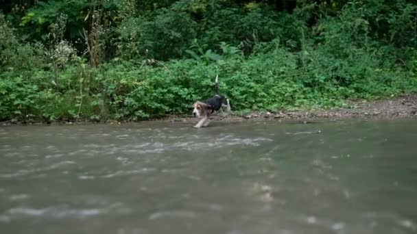 Precioso Cachorro Beagle Corre Felizmente Través Río Poco Profundo Bosque — Vídeo de stock