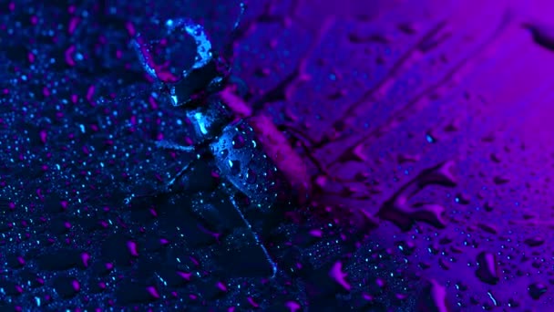 Szarvas Szarvas Lila Nedves Neon Felületén Esőcseppekkel Gyönyörű Rovar Szerepel — Stock videók
