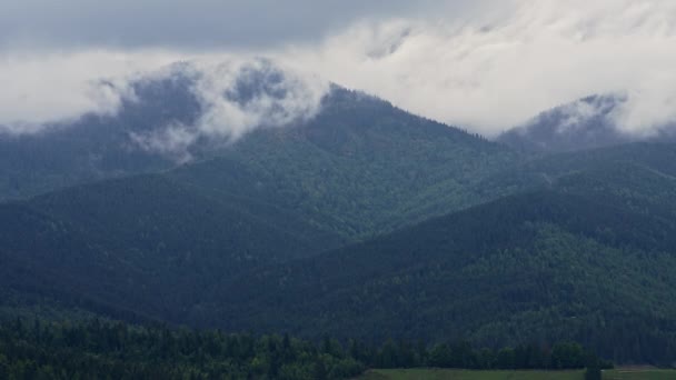 厚い霞の下Yablunytsyaパスの山 霧の初秋の朝 穏やかな背景 リラクゼーション ウクライナの美しさ 自然コンセプト フォギー カルパティアはトウヒの木で覆われている 4K映像 — ストック動画