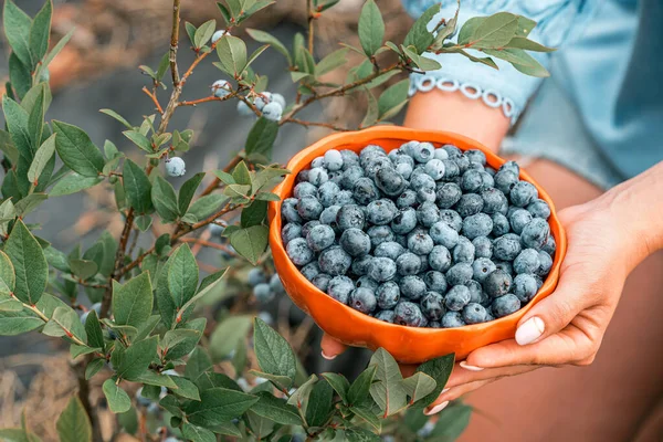 Woman Holding Blueberries Garden Background Rich Blackberry Harvest Fresh Ripe — Stock Photo, Image