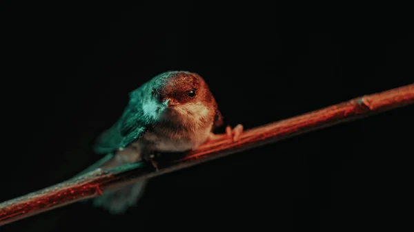 Weißkehlschwalbe Hirundo Rustica Sitzt Auf Einem Hölzernen Ast Und Ruht — Stockfoto