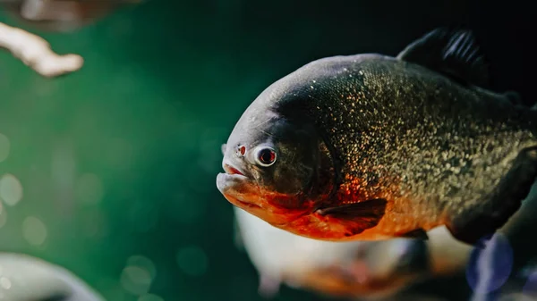 Rovdjurshungriga Sötvattensrödmagade Pirayor Som Simmar Oceanariets Akvarium Flod Pirater Har — Stockfoto