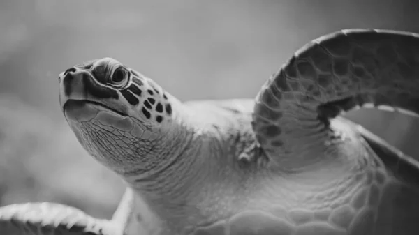Close Chelonia Mydas Green Sea Turtle Its Habitat Underwater Beautiful — Stock Photo, Image