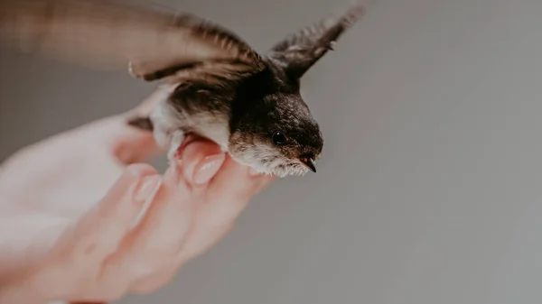 Μικρός Αχυρώνας Καταπίνει Μύγες Από Γυναικεία Χέρια Hirundo Rustica Γκόμενα — Φωτογραφία Αρχείου
