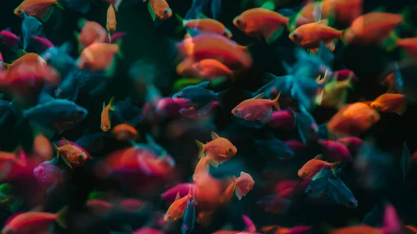 Glofish Cor Tropical Gymnocorymbus Ternetzi Peixes Nadando Aquário Vista Fluorescentes — Fotografia de Stock