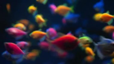 Tropik renkli kirpi balığı, akvaryumda yüzen jimnastik timsahı ternetzi balığı. Flüoresan 'ın genetiği değiştirilmiş sualtı balığı manzarası sakinleri etkiler. Deniz dibi. Renkli doğa sakinleştirici arka plan 44k