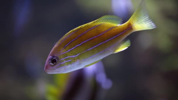 Prachtige Tropische Vis Verbazingwekkende Onderwaterwereld Met Koraalriffen Hoge Kwaliteit Beeldmateriaal — Stockvideo