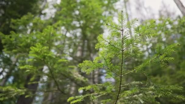 Vista Ravvicinata Giovane Abete Rosso Conifere Tronchi Fondo Bosco Montagne — Video Stock