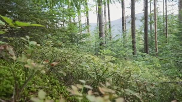 Ladin Kozalaklı Kozalaklı Ağaçlar Eğrelti Otları Diğer Bitkiler Karpat Dağlarındaki — Stok video