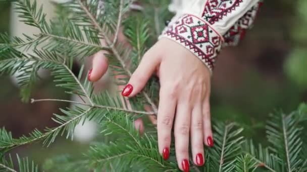 Ženy Ruku Vyšívaných Ukrajinských Šatech Hladí Dotýkají Smrkové Větve Zeleném — Stock video