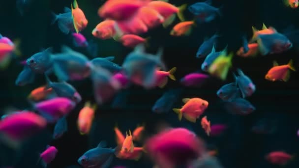 Ikan Berwarna Tropis Gymnocorymbus Ternetzi Ikan Berenang Akuarium Pemandangan Fluoresen — Stok Video