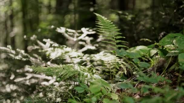 喀尔巴阡山脉森林绿蕨叶 宏观荒原 自然生态环境 植物新鲜的背景 蕨类的质感 高质量的4K镜头 — 图库视频影像