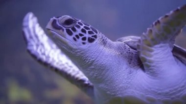 Chelonia mydas 'a yakın çekim. Su altında yeşil deniz kaplumbağası. Güzel egzotik tropikal hayvan. Yüksek kalite 4k görüntü